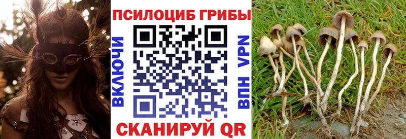 Галлюциногенные грибы Psilocybe  Бологое 